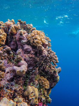 Colorful coral reef in a clear ocean environment, showcasing marine biodiversity.