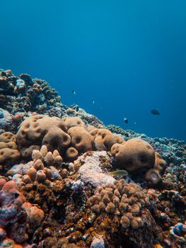 Explore a vibrant underwater coral reef teeming with marine life in this stunning seascape photo.