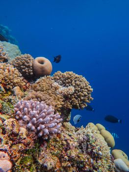Colorful coral reef teeming with marine life in a vibrant underwater setting.