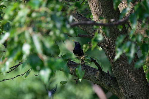 Photo of a Blackbird Perching on a Green Tree