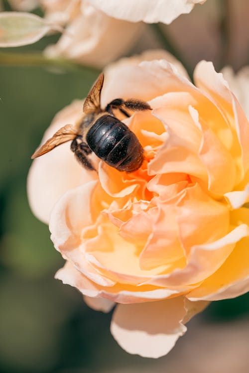 Darmowe zdjęcie z galerii z botanika, fotografia zwierzęcia, głowa kwiatu