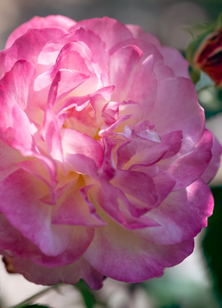 Closeup Of A Pinkish Rose Flower Head