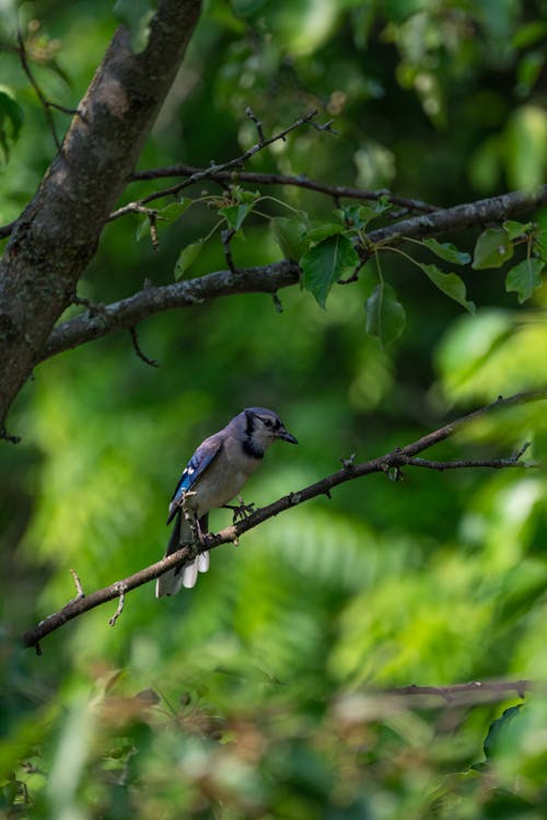 Blue Jay Bird Perching on a Green Tree