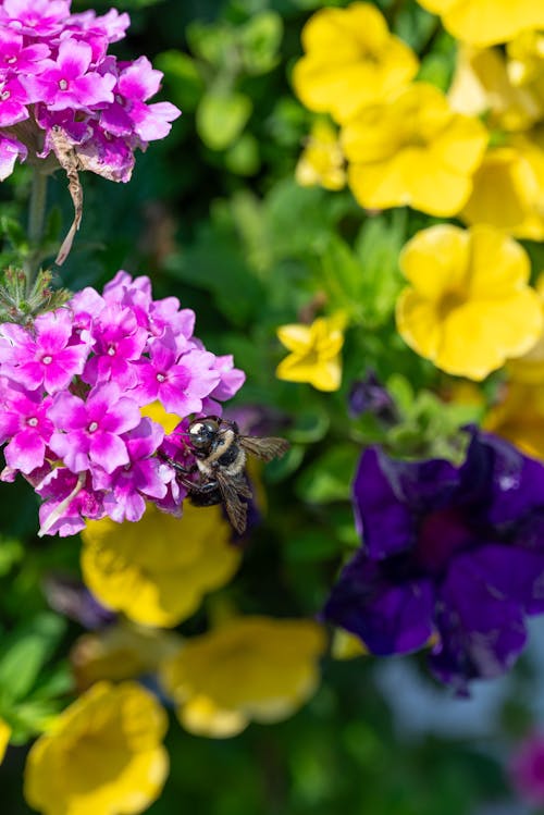 Kostnadsfri bild av anläggning, blommor, flerfärgad