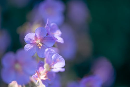 Gratis Fotos de stock gratuitas de color lila, enfoque selectivo, flor Foto de stock