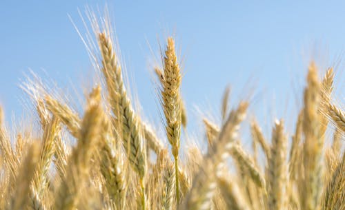 Thin Grasses on Field