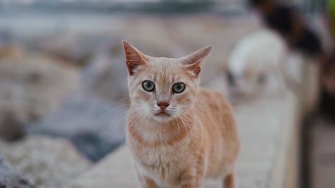 Pienso renal para gatos: qué es, cuándo darlo y cómo hacer el cambio