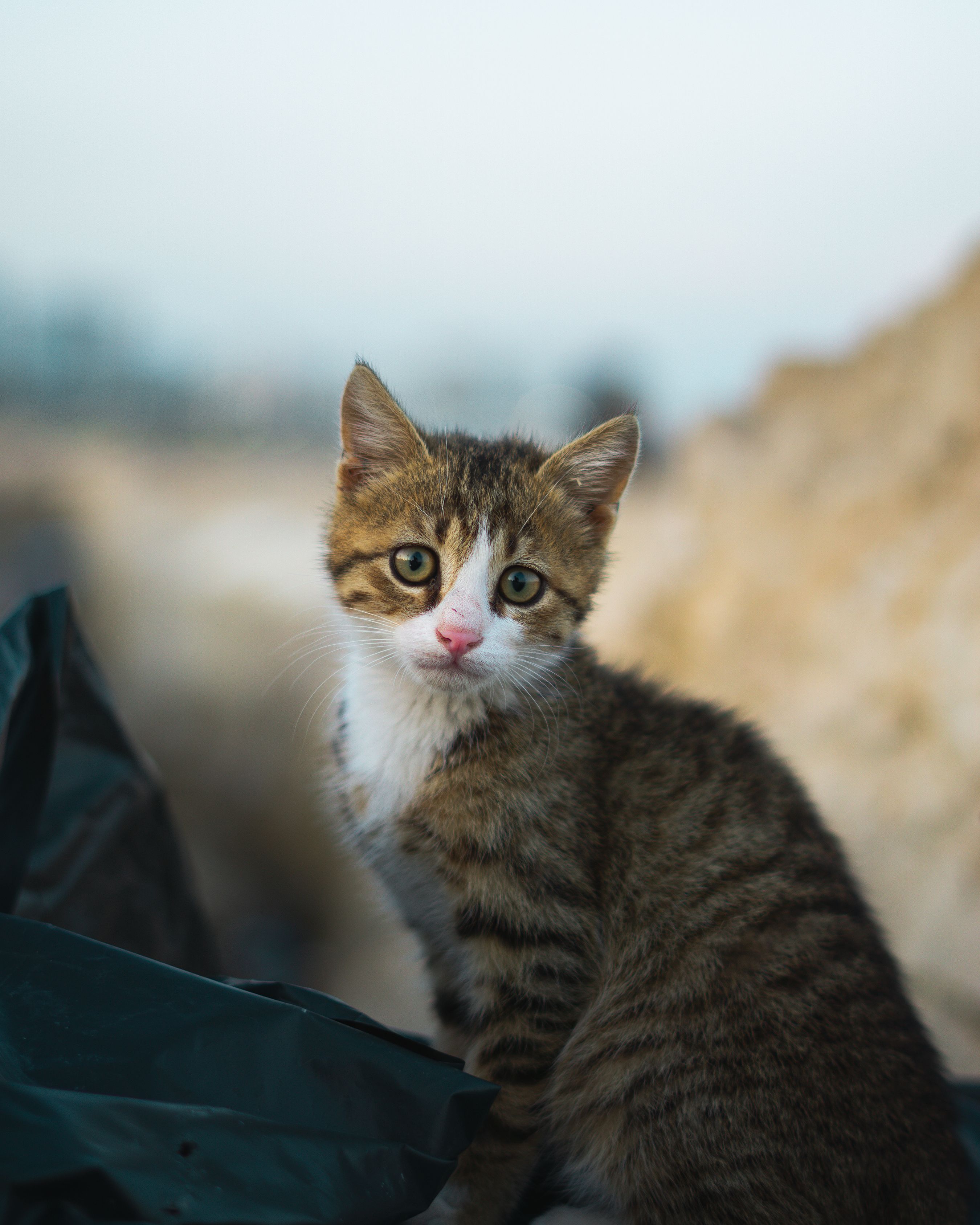 Colônia Pet