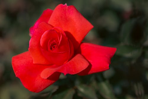 Darmowe zdjęcie z galerii z czerwona róża, głowa kwiatu, kwiat