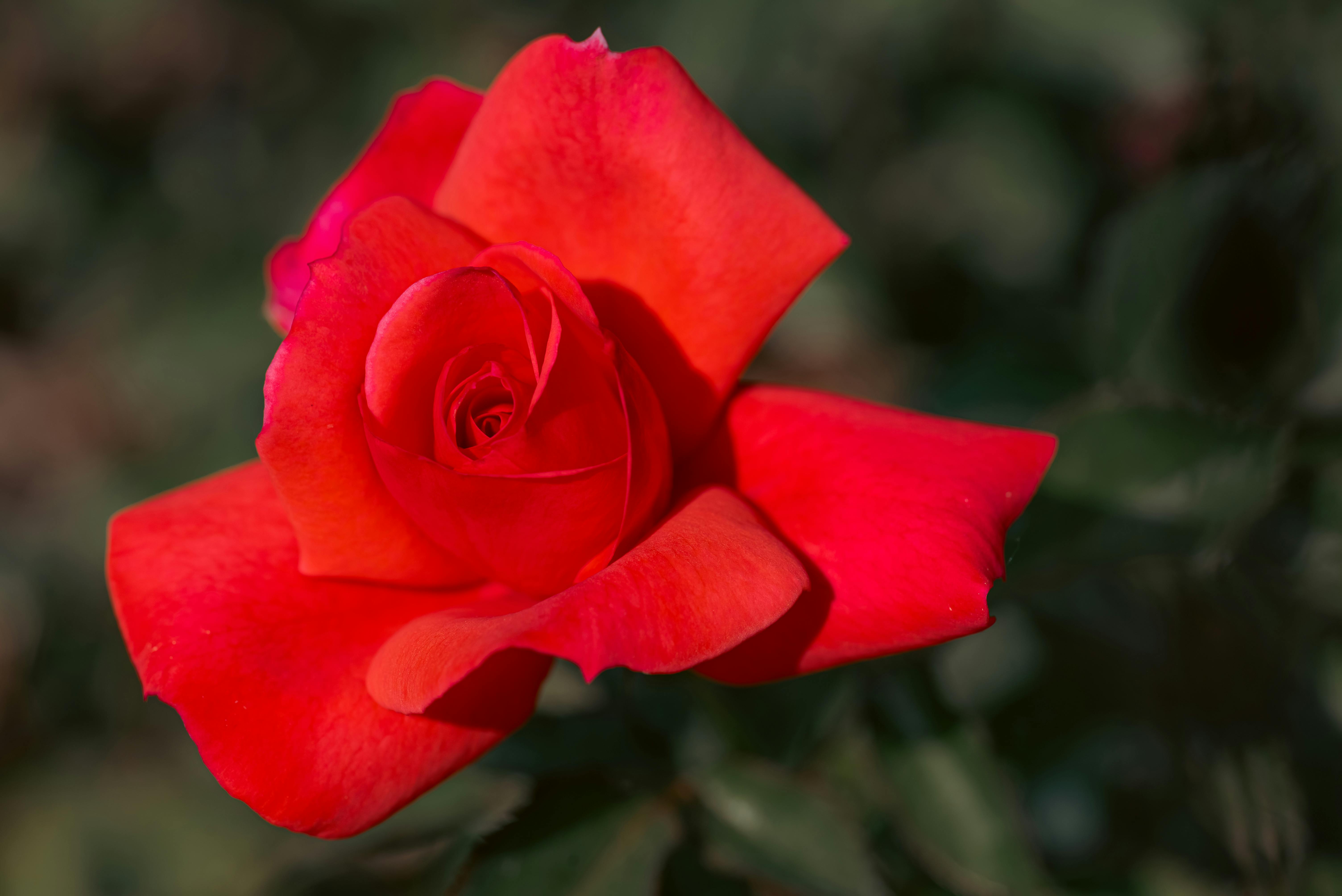 95,704 Red Rose Stock Photos, High-Res Pictures, and Images