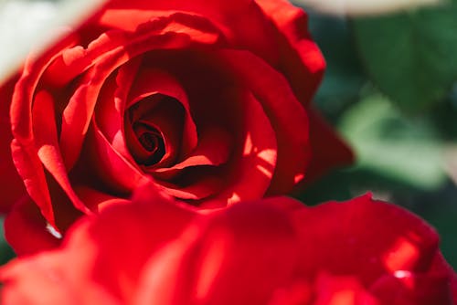 Darmowe zdjęcie z galerii z czerwony, delikatny, główki kwiatów