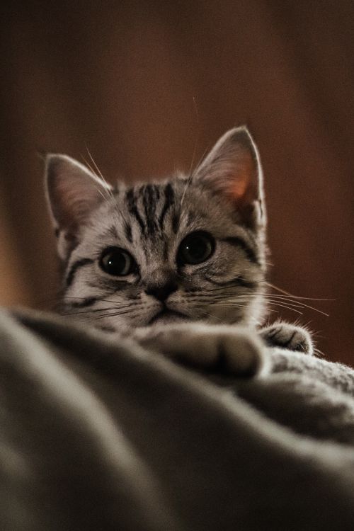 Free Close-up of a cute gray kitten lying inside with selective focus and a cozy mood. Stock Photo