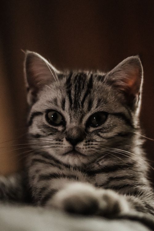 Free Adorable gray striped kitten in a close-up shot with warm lighting, capturing its curious expression. Stock Photo