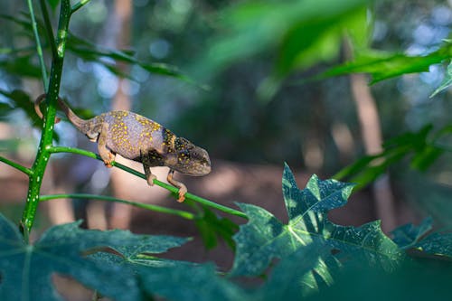 Close-up of a Chameleon on a Branch 
