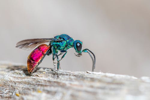 Close-up of a Ruby Tailed Wasp