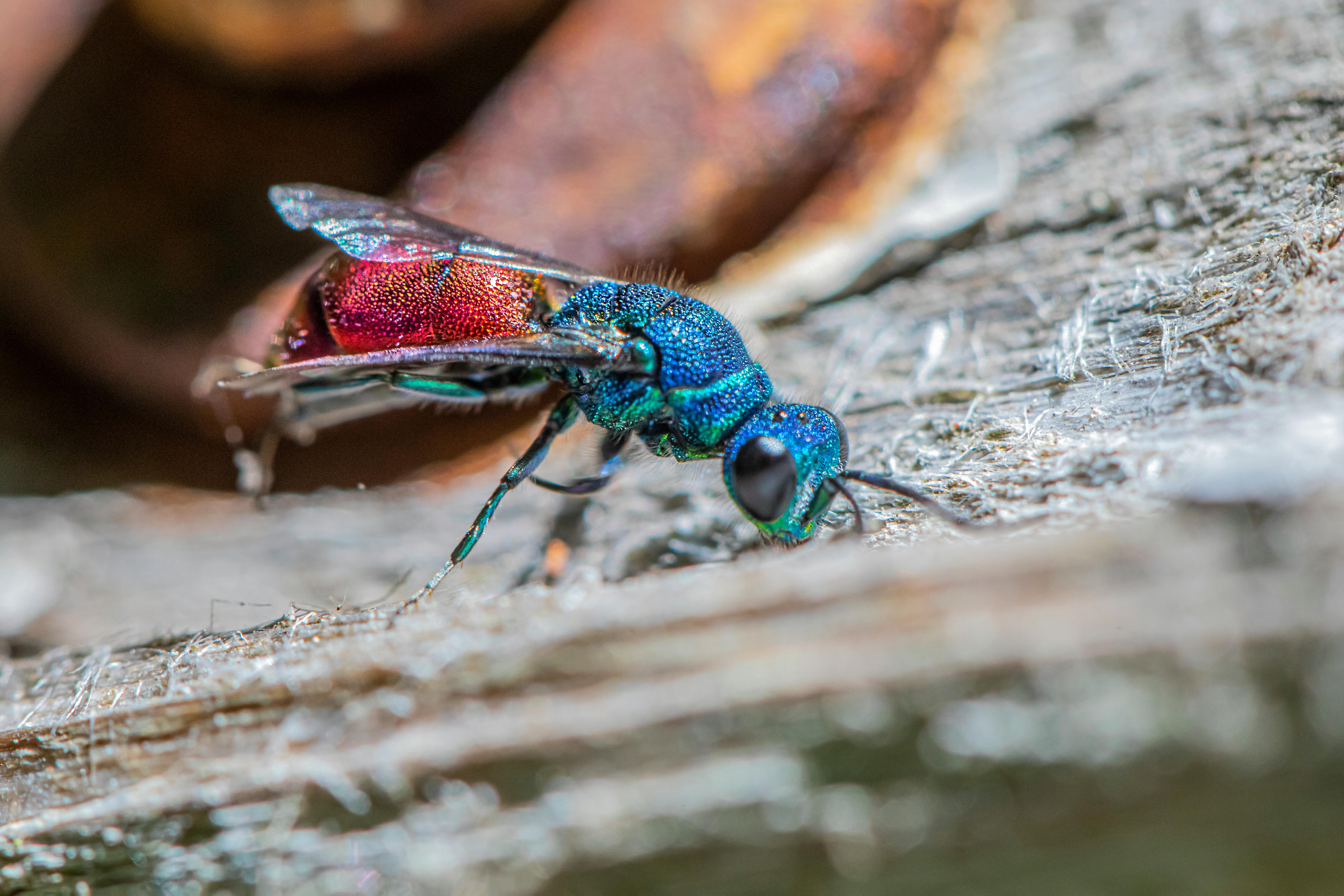 A blue and red insect on a piece of wood