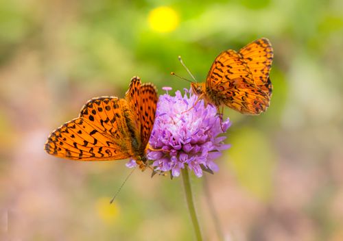 Free Two butterflies perched on a vibrant purple flower in a summer meadow. Stock Photo