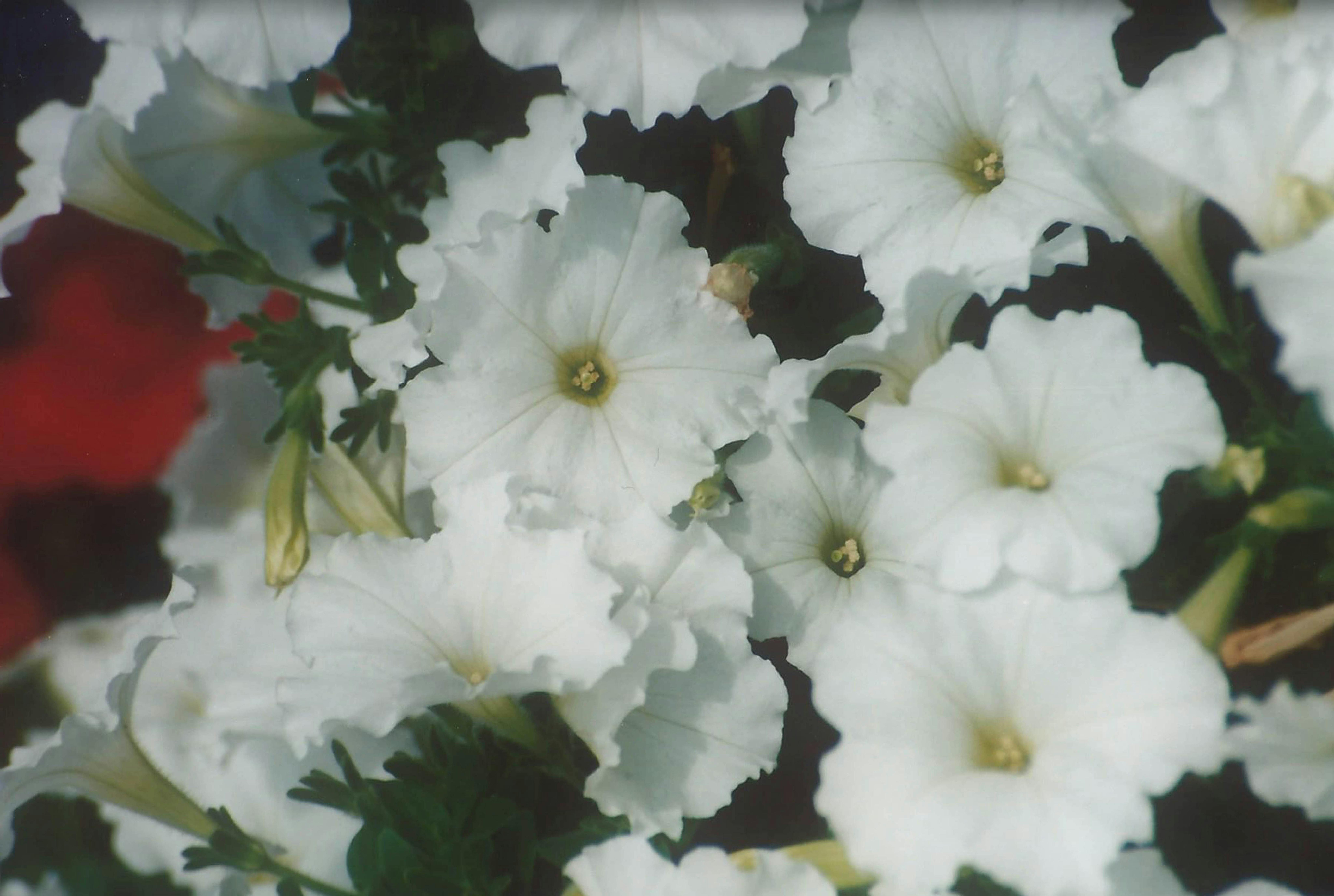 Free stock photo of sea of white, summer flower, white flowers