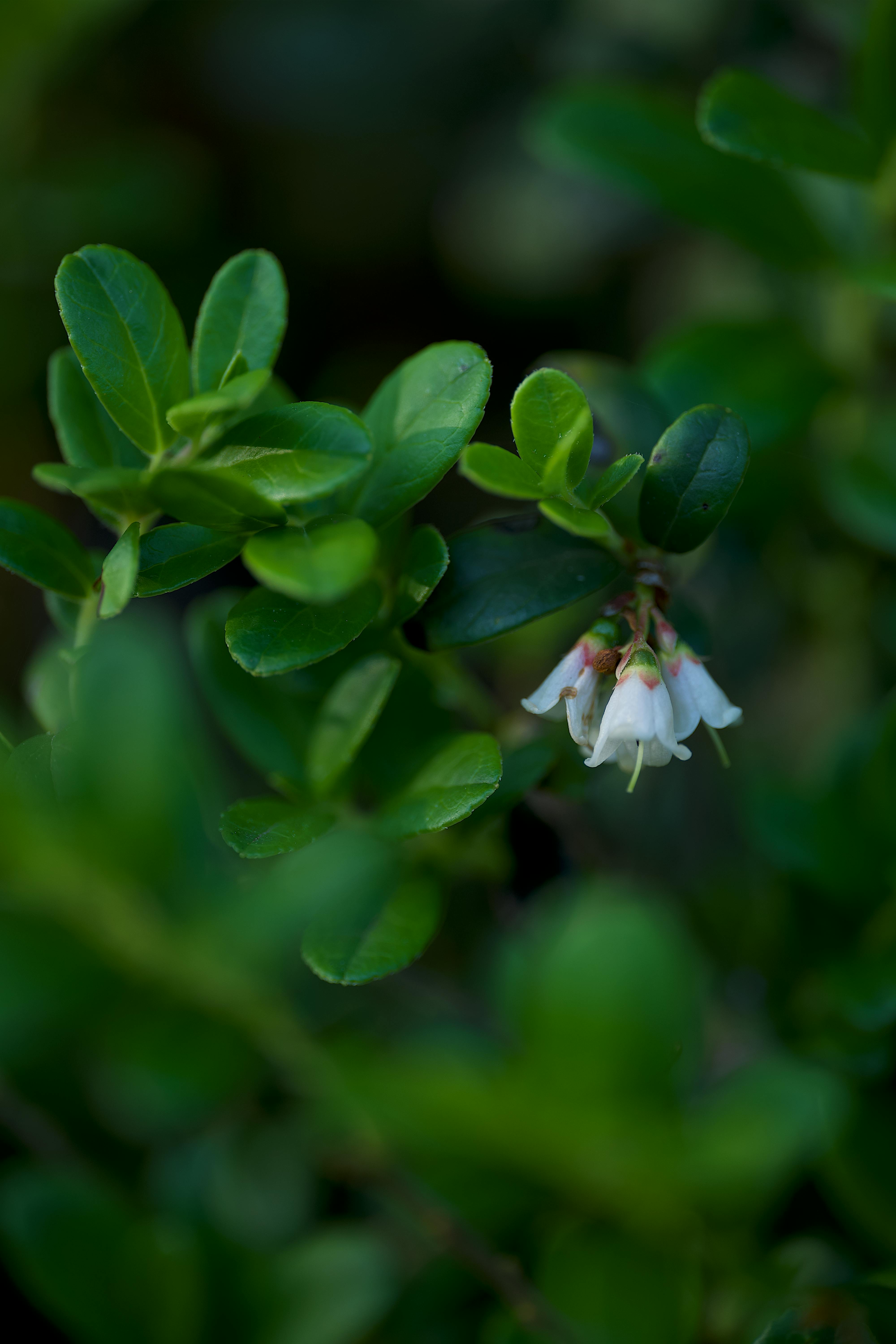 Vaccinium Photos, Download The BEST Free Vaccinium Stock Photos & HD Images