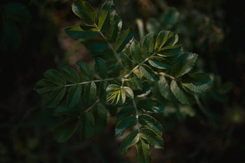 Бесплатное стоковое фото с выборочный фокус, зеленый, листья