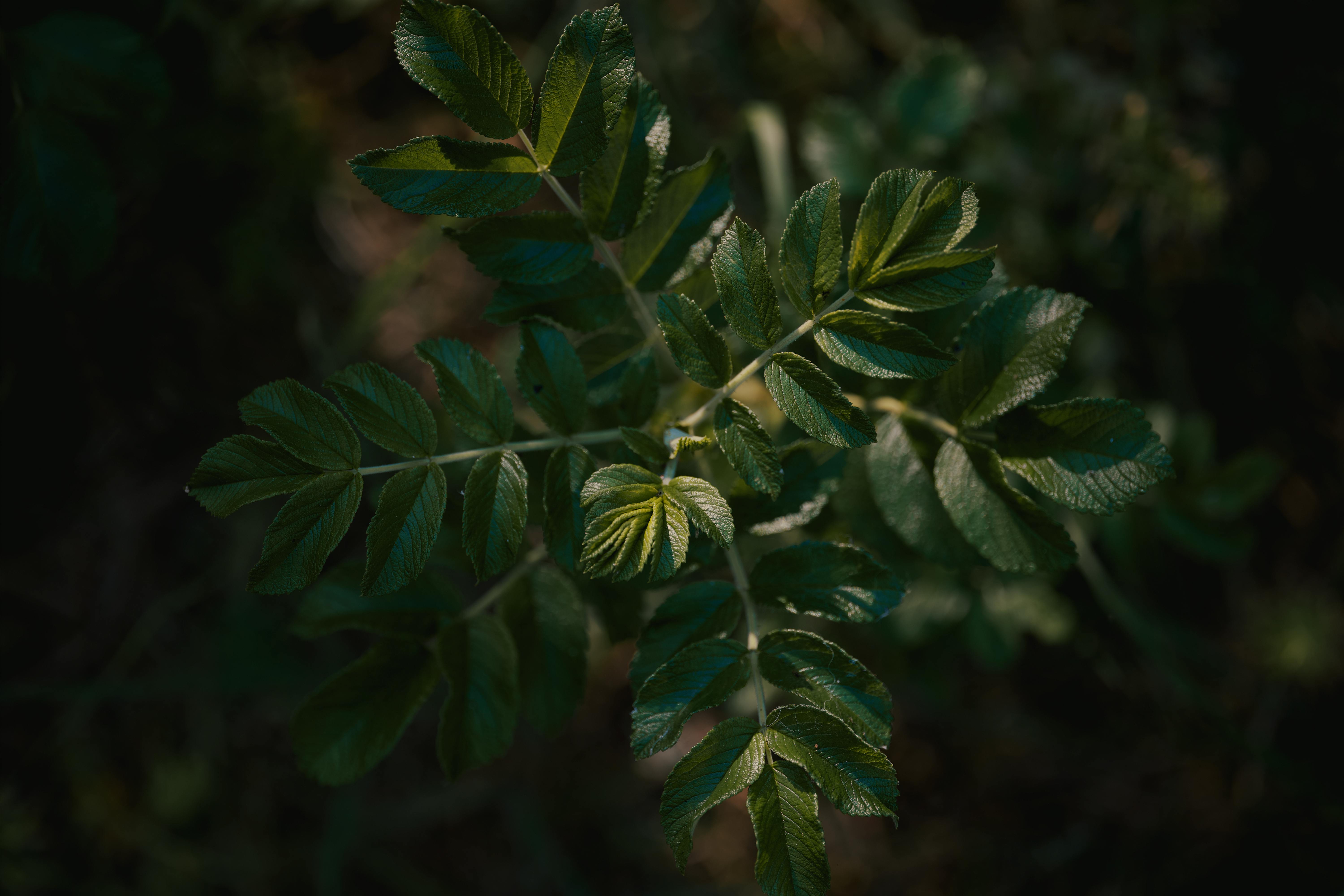 Rosa Parks Photos, Download The BEST Free Rosa Parks Stock Photos & HD Images