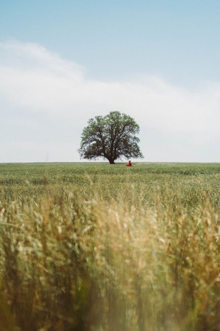 Lone tree standing in a field of grass with clear blue skies, evoking serenity.