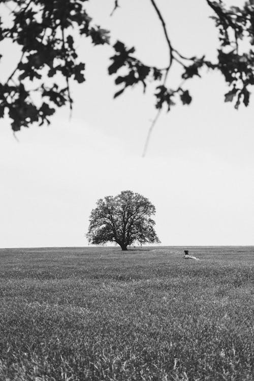 Free Black and White Photo of a Field  Stock Photo