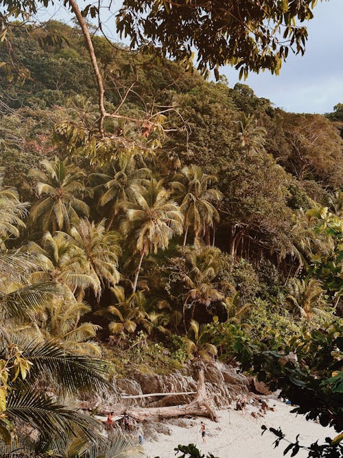 垂直拍攝, 島, 棕櫚樹 的 免費圖庫相片