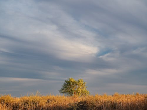 ağaç, alan, bulut görünümü içeren Ücretsiz stok fotoğraf