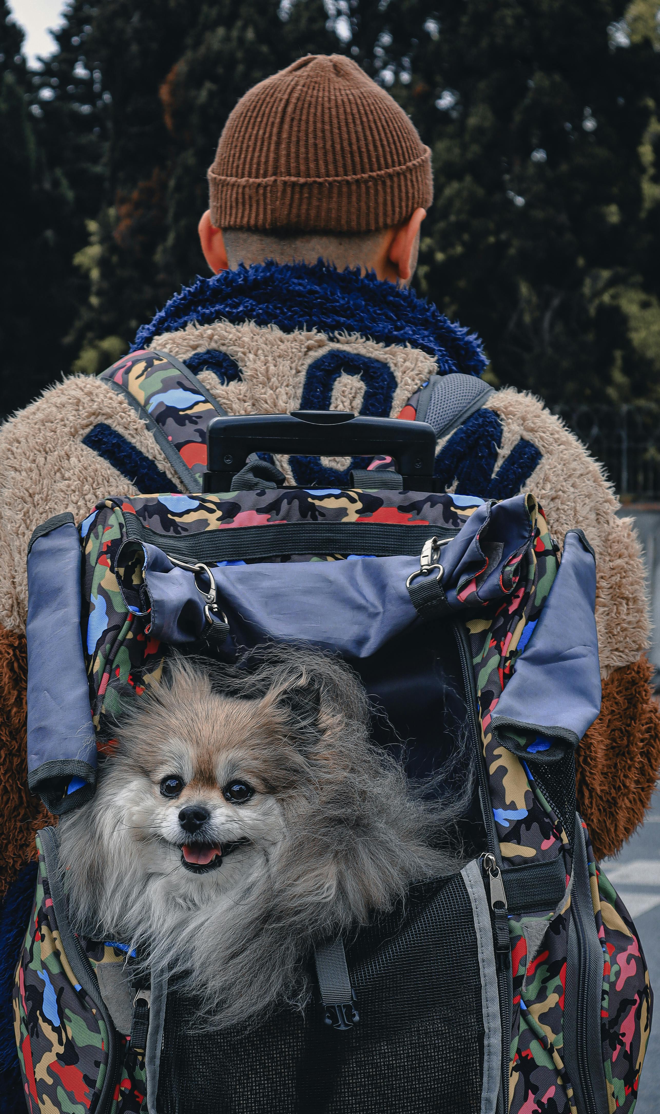 Cute Dog in Backpack · Free Stock Photo