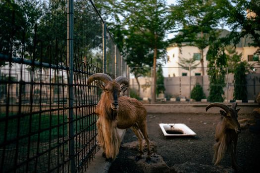 Two mountain goats with horns in a fenced urban zoo environment, California.