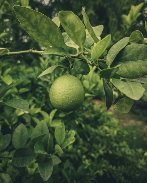 Close up of Green Fruit and Leaves