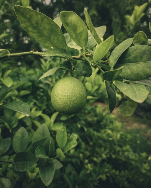Free Detailed view of a fresh green lime growing on a tree in India's lush greenery. Stock Photo