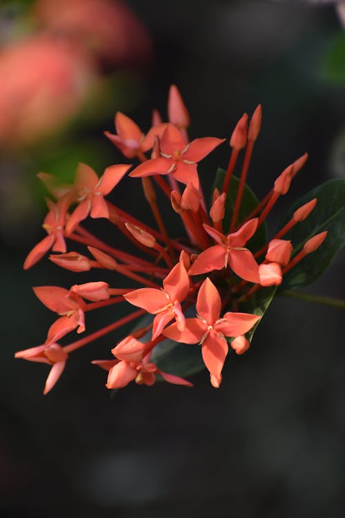 Close-up of Flowers 