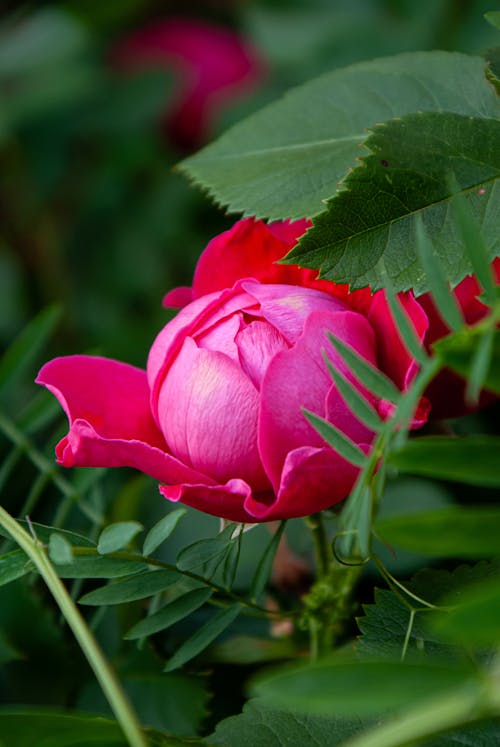 Close up of Pink Rose