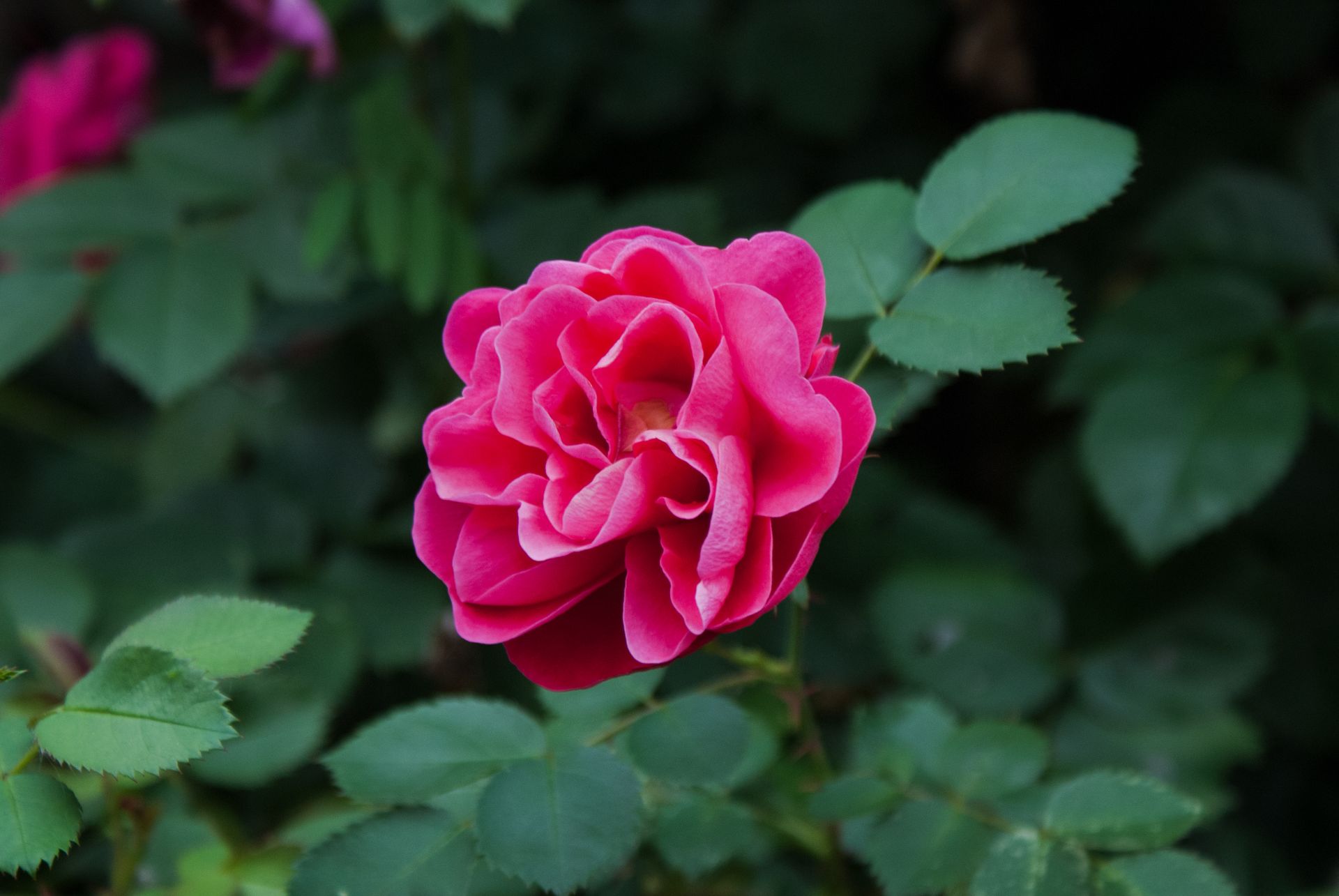 Pink Rose Flower