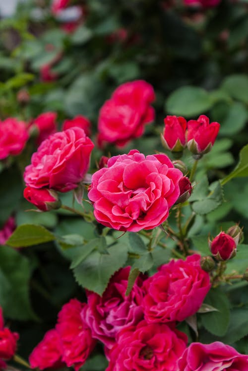 Close-up of Red Roses 