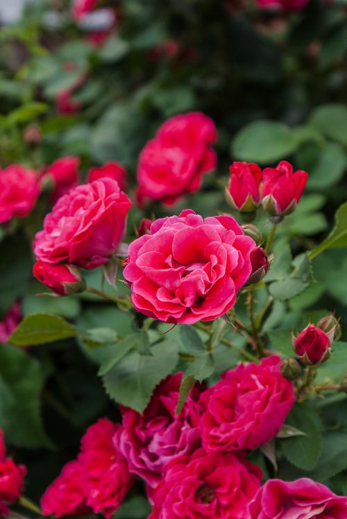 Free Bright red roses in full bloom, showcasing natural beauty and freshness in an outdoor garden. Stock Photo
