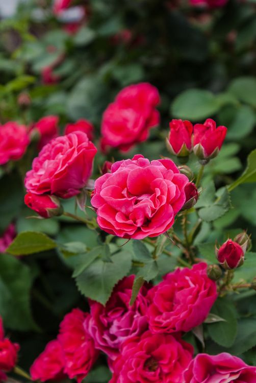 Close-up of Red Roses · Free Stock Photo