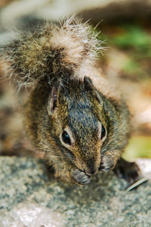 Close-up of a Squirrel 