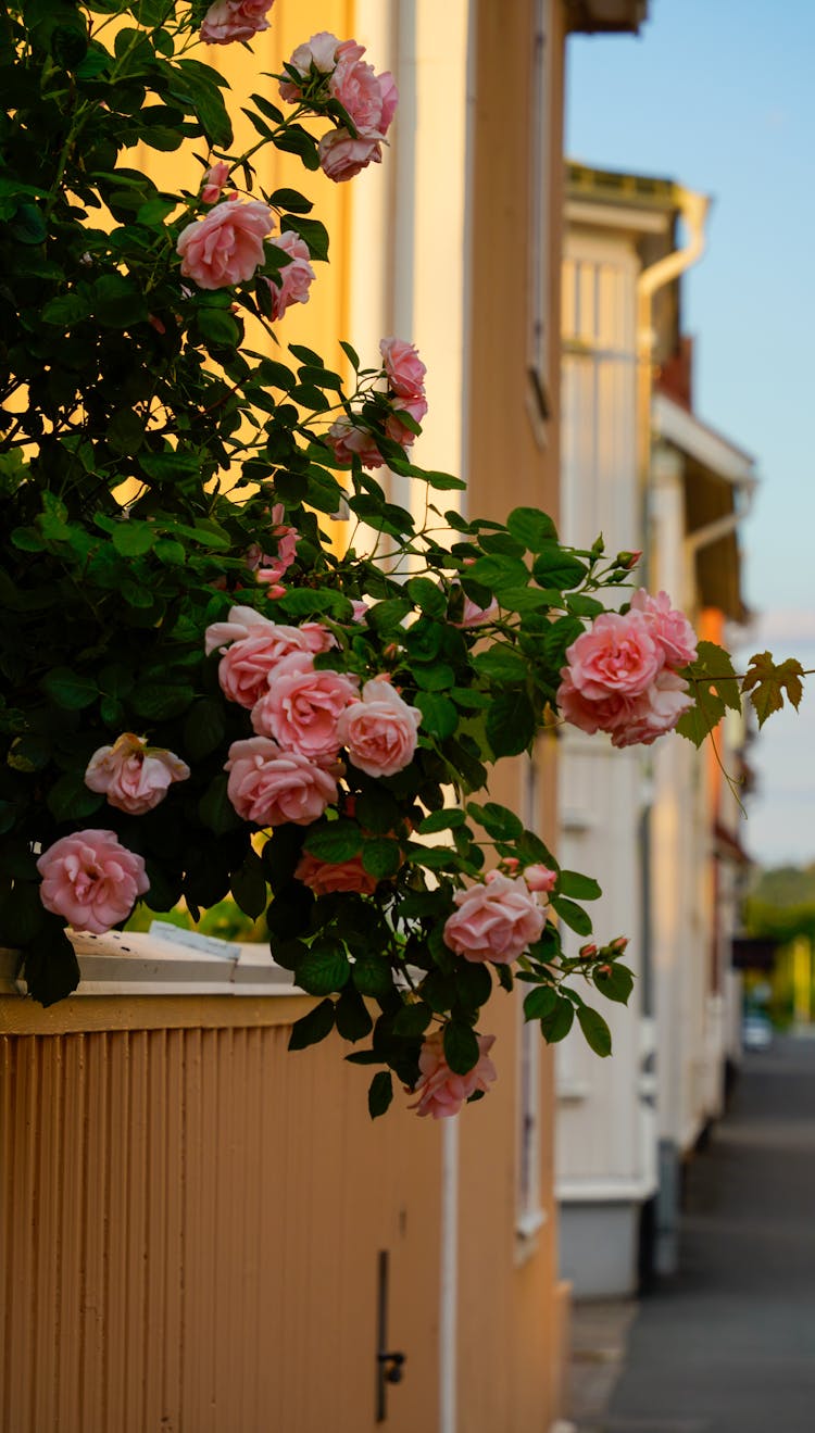 Close-up Of Pink Rose Flowers 