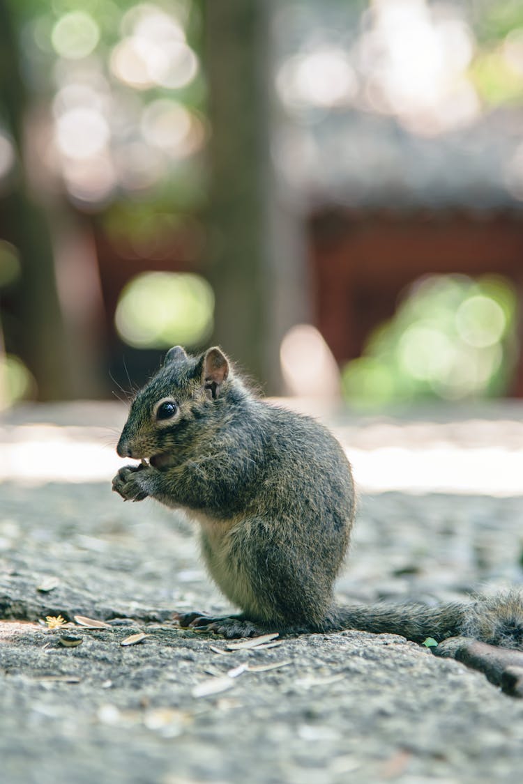 Squirrel On Ground