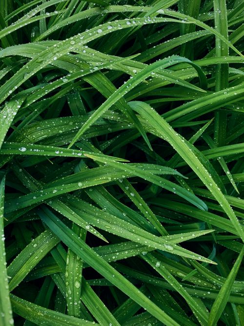 Free Detailed texture of dew-covered green grass blades, perfect for nature backgrounds. Stock Photo