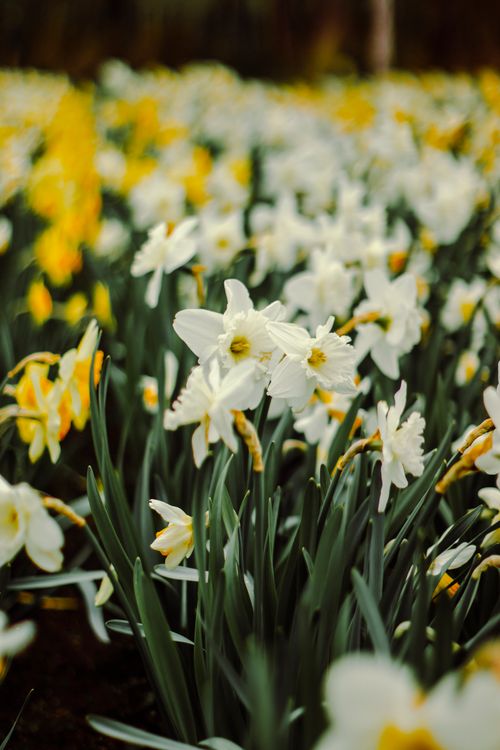 Free Field of daffodils in full bloom, capturing the essence of spring in Argentina. Stock Photo