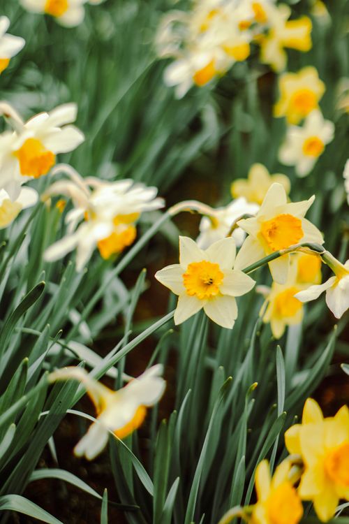 Free Vibrant yellow daffodils blooming in a meadow in San Carlos de Bariloche. Stock Photo