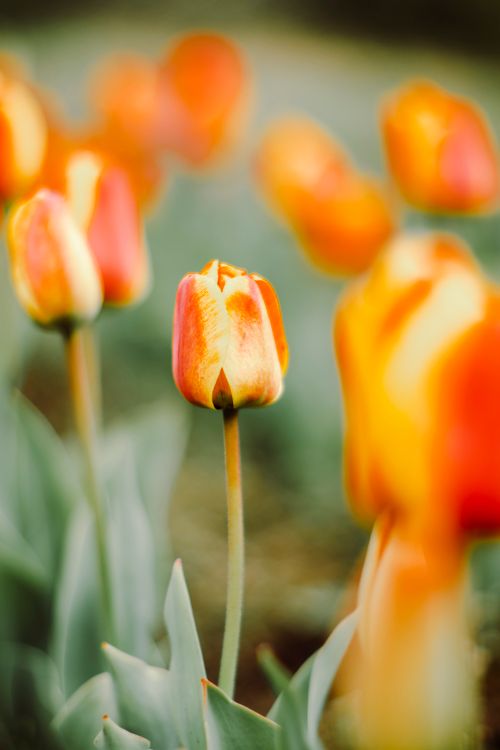 Free A close-up of vibrant orange tulips blooming outdoors in spring in San Carlos de Bariloche, Argentina. Stock Photo