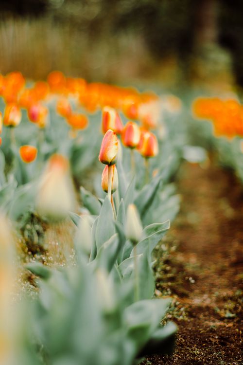 Free An enchanting field of orange tulips in bloom, captured in San Carlos de Bariloche, Argentina. Stock Photo