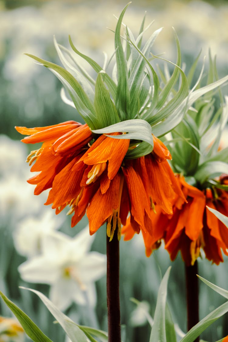 Orange, Exotic Flower