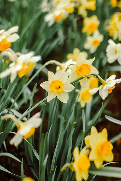 Yellow Daffodils on Meadow