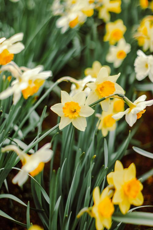 Free Vibrant daffodils in full bloom create a picturesque floral scene in San Carlos de Bariloche, Argentina. Stock Photo